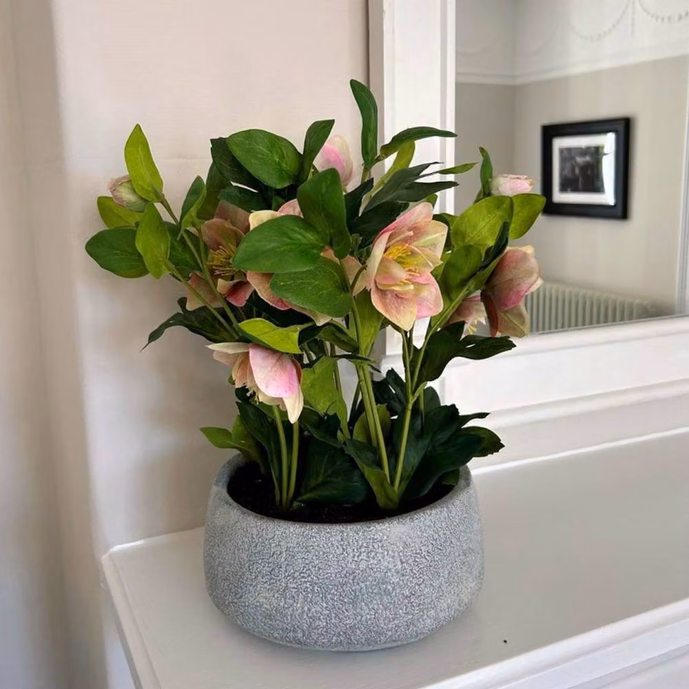 Lemon Pavilion Potted Variegated Hellebore Plant in Pink, White and Grey Pot, W: 38 cm, D: 33 cm, H: 41 cm – 2