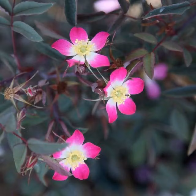 Plant Theory Pourr Rose Shrub Bush with Pale Cerise Pink Picotee Flowers in a 4L Pot