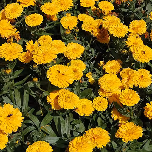 Thompson and Morgan Calendula English Pot Marigold Candyman Yellow Double Flowered Seeds, 100 Seeds – 2