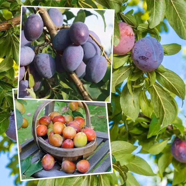 Marshalls Garden Twin-Grafted Plum Victoria and Hauszwetsche Bare-Root Fruit Tree, Purple