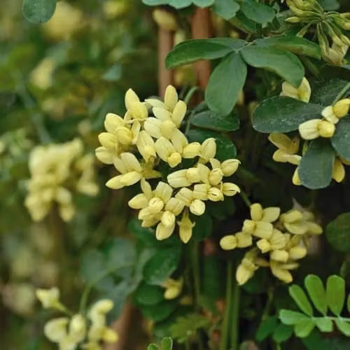 Thompson & Morgan Coronilla Citrina Yellow Fragrant Winter Flowering Ornamental Shrub, 3 x 9cm Potted Plants – 1