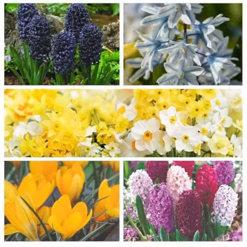 Thompson and Morgan 101 Mixed Colourful Spring Bulb Collection for Borders and Pots – 1