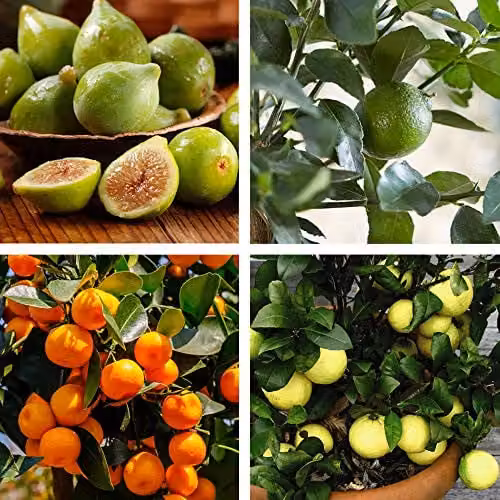 Thompson and Morgan Mediterranean Fruit Collection of 4 Easy to Grow Half-Hardy Flowering Fruit Trees in 9cm Pots