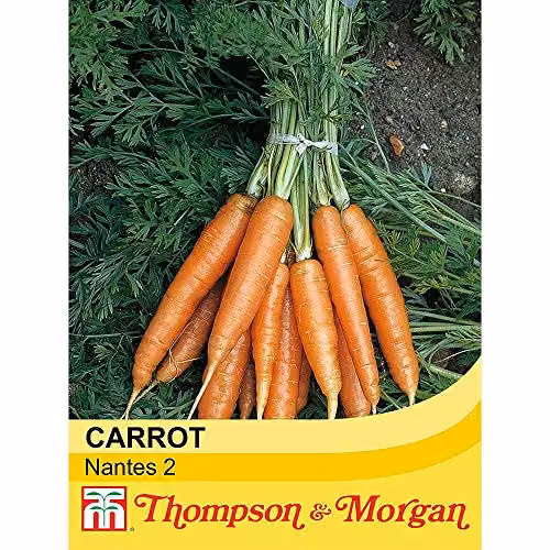 Thompson and Morgan Nantes 2 Carrot Seeds, Early Maturing Orange Vegetable Garden Seeds, 1000 Seeds – 2