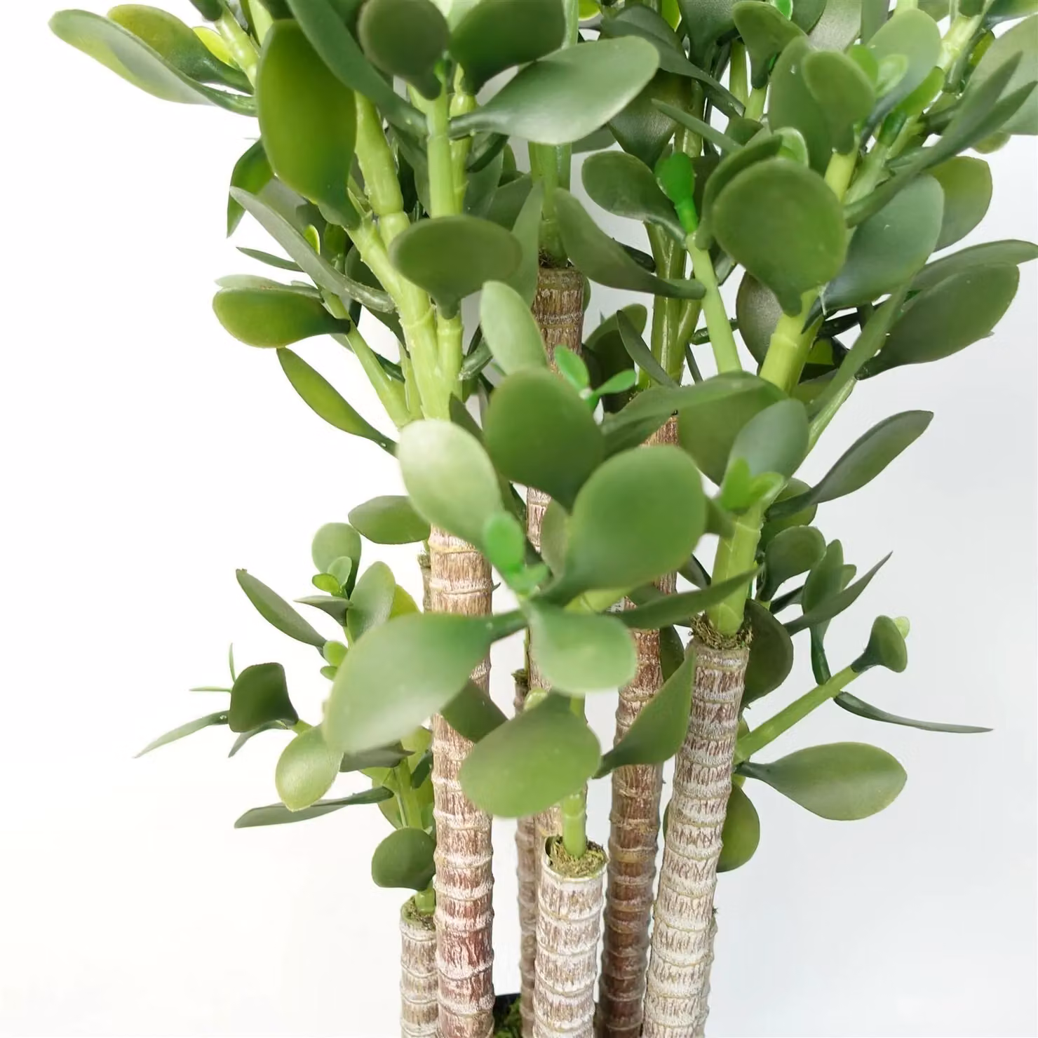 Leaf Faux Deluxe 75cm Artificial Green Jade Plant – 5