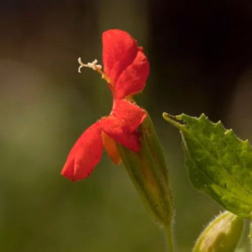 Thompson & Morgan Mimulus cardinalis Cardinal Monkey Flower Marginal Aquatic Hardy Perennial, 3 x 9cm Pots