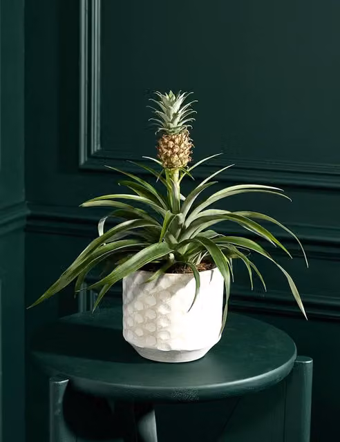 M&S Flower Market Green Pineapple Plant in a Round Ceramic Pot
