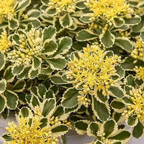 Thompson & Morgan Sedum Takesimense Atlantis Hardy Perennial with Yellow Blooms, 9cm Potted Plants – 5