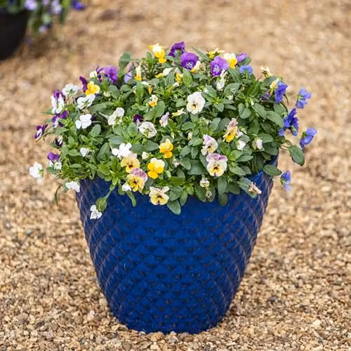 Garden Gear Diamond Planter in Blue, Weatherproof Recycled Plastic Pot, Diameter: 39.5 cm – 4