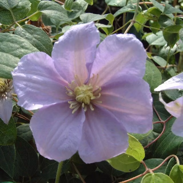Plants By Post Clematis Silver Moon Perennial Climber with White and Purple Flowers
