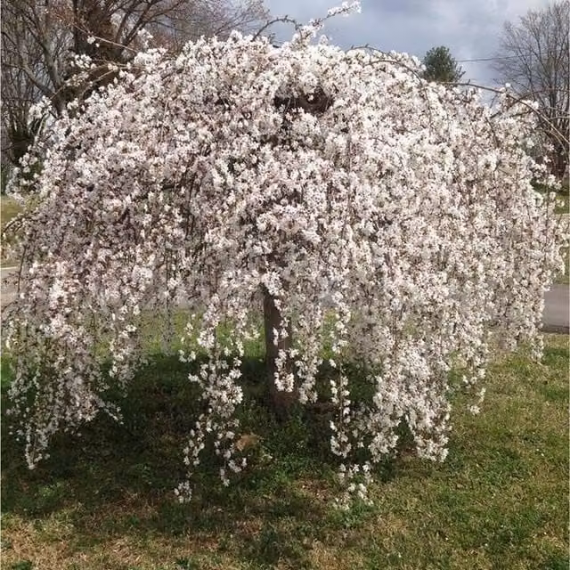 Direct Plants Prunus Yedoensis Weeping Japanese Flowering Cherry Tree, White, 182.88 cm Height, 7.5 l Pot