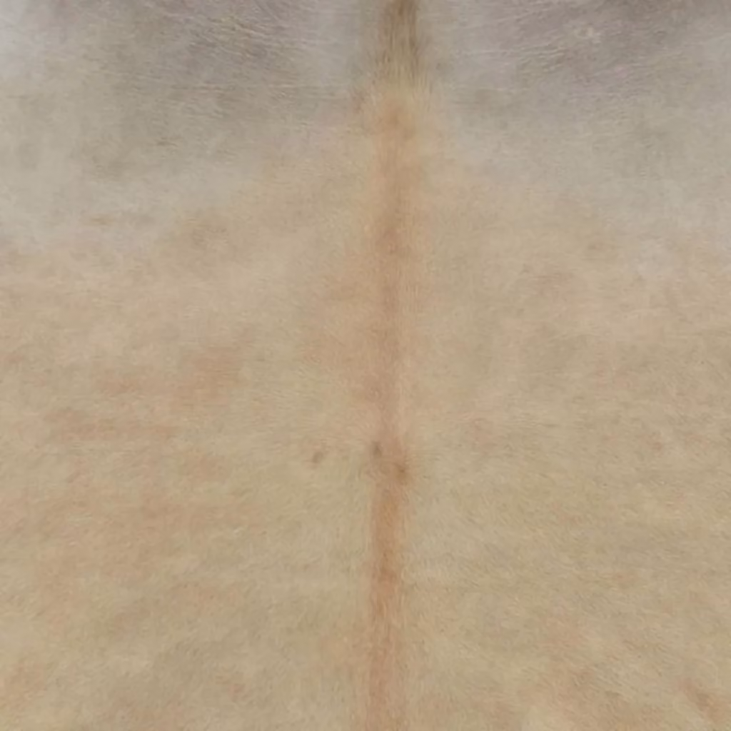 Berkfield Home Real Cowhide Rug in Beige, W: 180 cm, D: 220 cm – 3