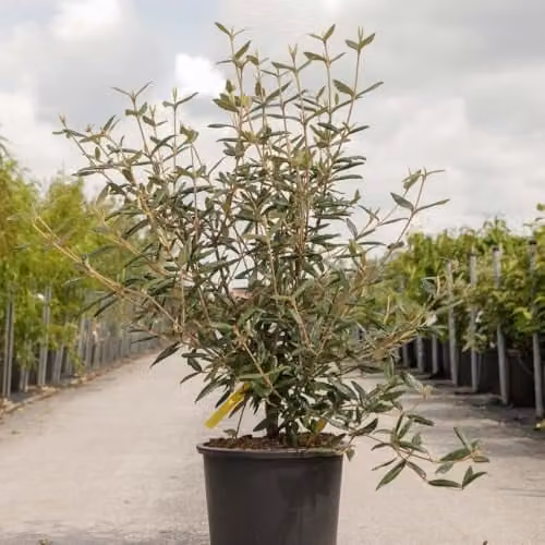 Thompson and Morgan Viburnum Pragense Hardy Evergreen Shrub with Fragrant White Spring Flowers, 1 x 3.6 Litre Pot