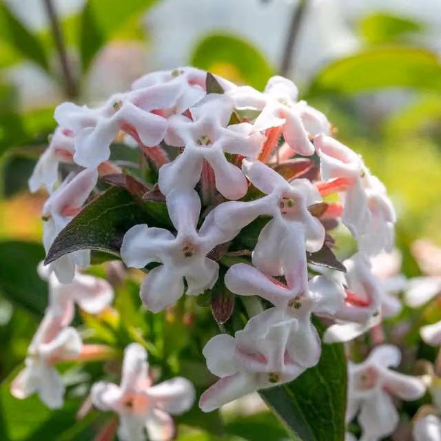 Marshalls Garden Abelia Mosanensis Bridal Bouquet Monia Ornamental Shrub, White/Pink/Orange