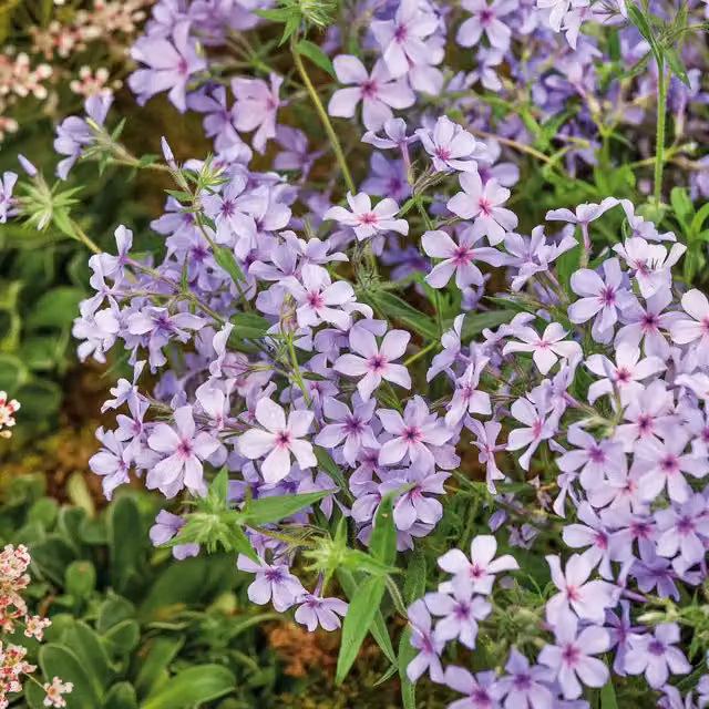 Marshalls Garden Phlox divaricata laphamii Chattahoochee Spreading Lavender-Blue and Pink Perennial Ground Cover Plant