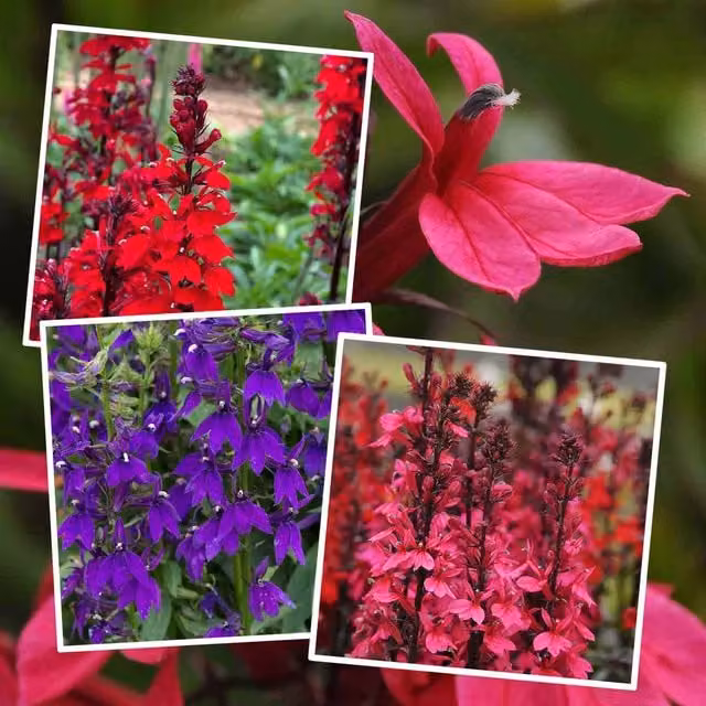 Marshalls Garden Lobelia Starship Collection, three pollinator-friendly summer bedding plants in blue, pink, red and multicolour