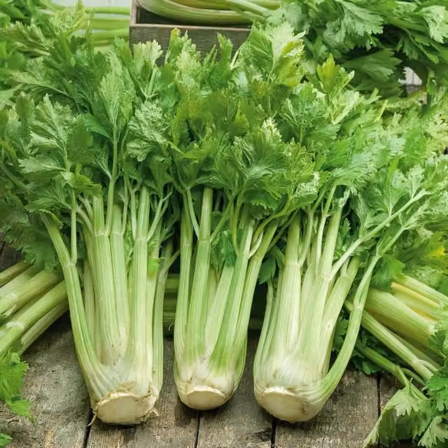 Marshalls Garden Celery Seeds Loretta F1 Vegetable Seeds