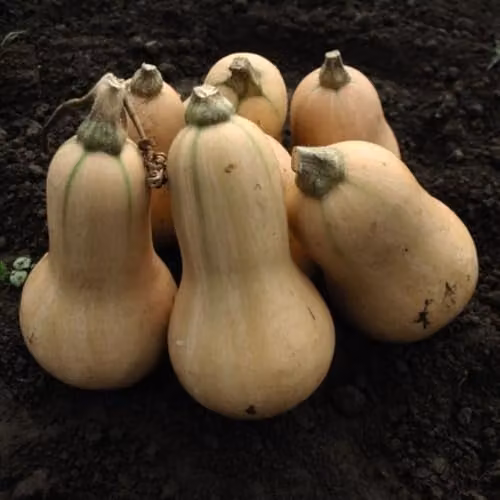 Thompson & Morgan Winter Butternut Hunter F1 Squash Vegetable Seeds, 10 Seeds