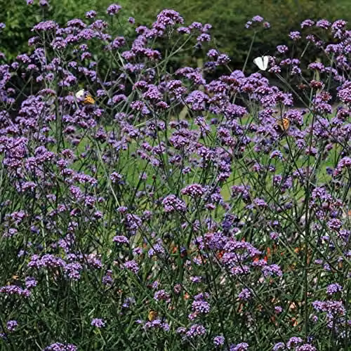 Thompson and Morgan Verbena Buenos Aires Purple Hardy Perennial Wildflower Plug Plants, 60 Pack
