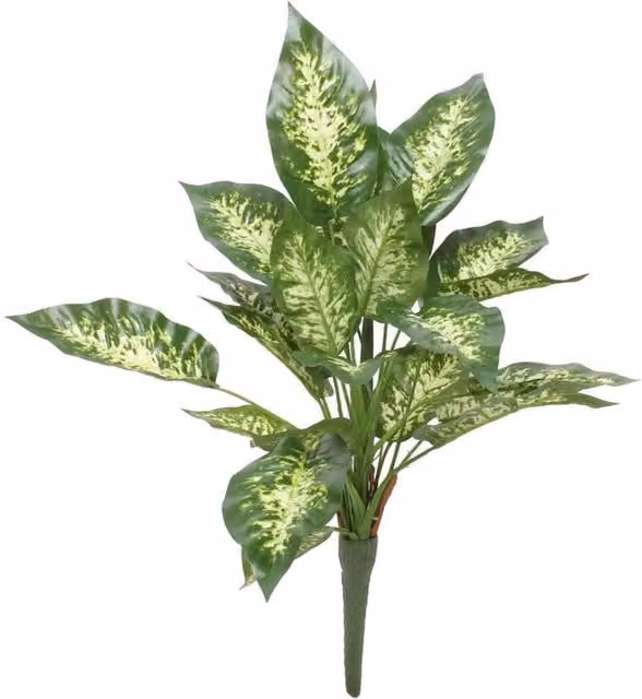 KDMD Diffenbachia Exotica Green Bush