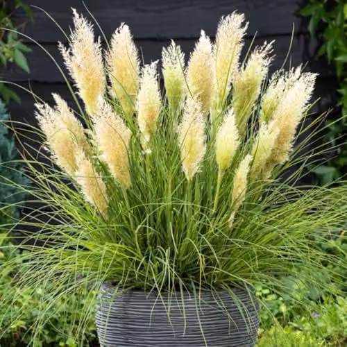 YouGarden Pampas Grass Collection, Set of Three Pink and White Cortaderia Ornamental Shrubs in 9cm Pots – 2