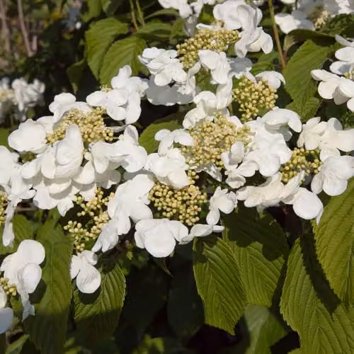 YouGarden Viburnum plicatum Kilimanjaro Sunrise Ornamental Shrub in 3L Pot – 3