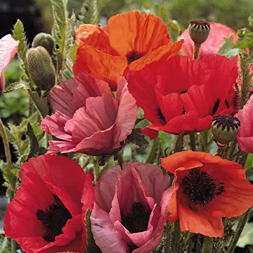 Thompson and Morgan Oriental Poppy Seeds Fruit Punch Papaver orientale Red Pink Purple Orange Hardy Perennial, 60 Seeds