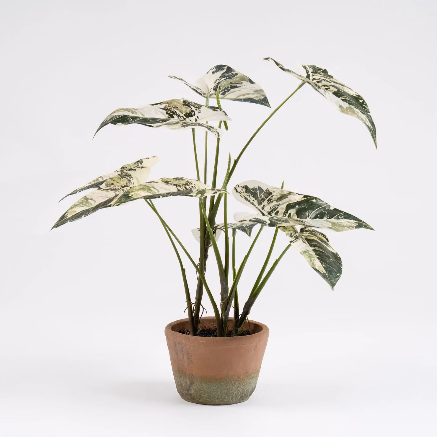 Scottish Everlastings Ltd Real Touch Alocasia Potted Plant in Green, Height: 59 cm – 2