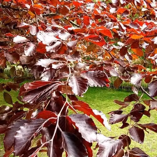 F&G Supplies Purple Copper Beech Hedging Plant, Fagus Sylvatica Atropunicea, Semi-Evergreen Bare Root Saplings, Height: 90-120 cm – 2