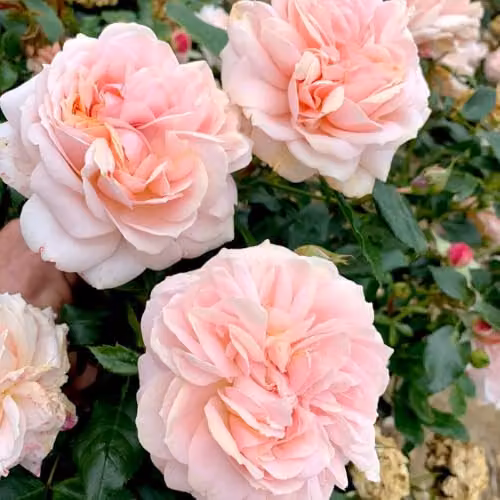 Thompson & Morgan Rose Joie de Vivre Floribunda Shrub with Pink and Peach Ruffled Blooms, 2 Bare Roots