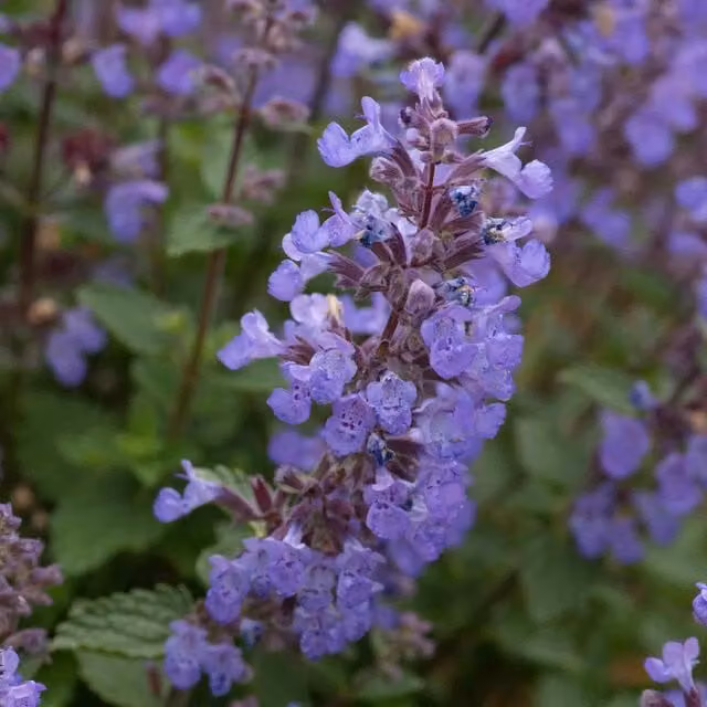 Marshalls Garden Nepeta Purssian Blue Perennial Ground Cover Plant, Blue/Grey/Purple, Pack of 3