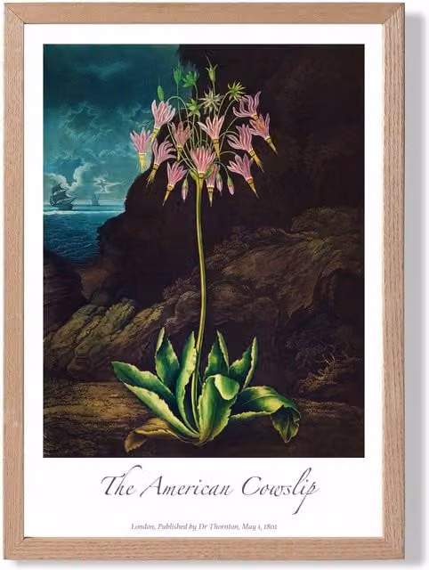 ARTZE Vintage Cowslip Plant Floral Framed Print, Pink and Multicolour, Oak Frame, A3 – 1