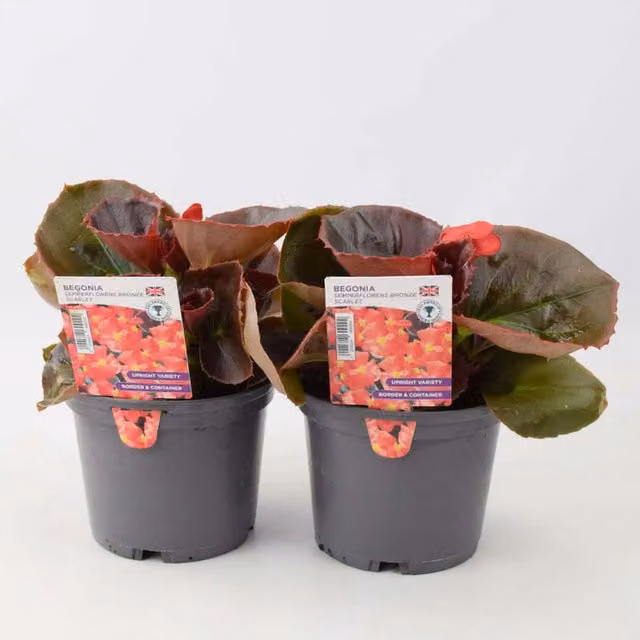 Plants by Post Scarlet Red Begonia Bronze Summer Bedding Plants, 2 x 1L Pots