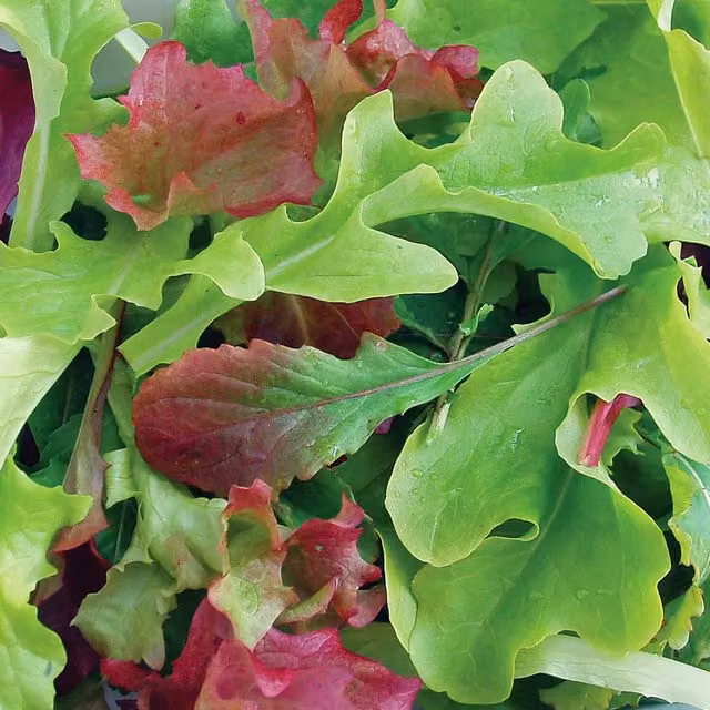 Unwins Salad Baby Leaf Vegetable Seed Mix, Green, Purple and Multicolour