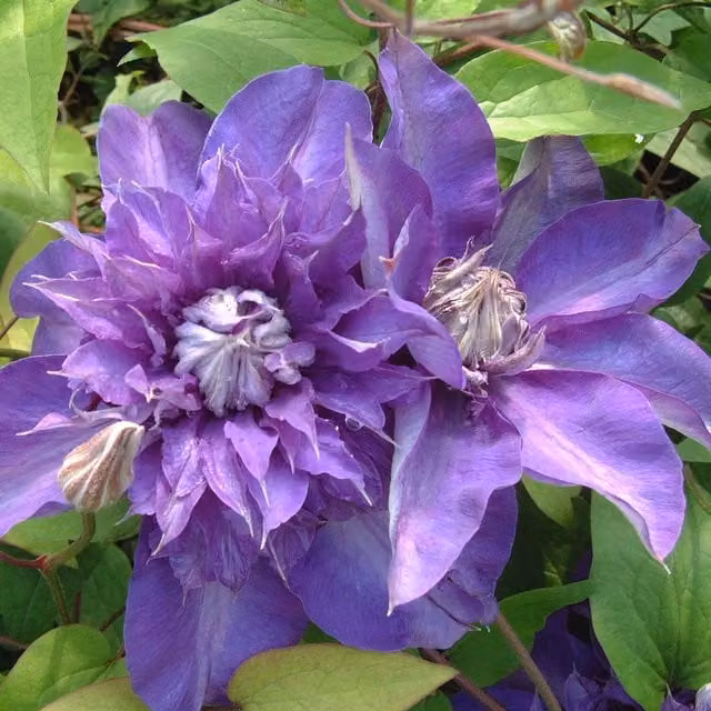 Plants By Post Clematis Shikoo Pink Perennial Outdoor Climber