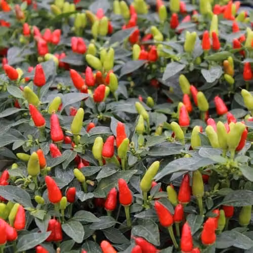 Thompson & Morgan Chilli Pepper Fields of Fire Seeds, Compact Bushy Capsicum Annuum, 8 Seeds per Packet