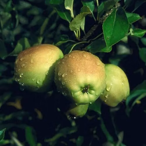 Thompson & Morgan Golden Delicious Apple Semi-Dwarf Fruit Tree, 5 Litre Potted Plant – 6