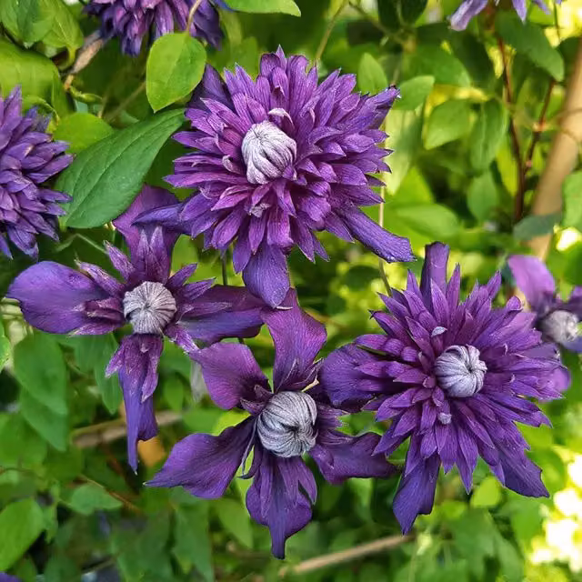 Marshalls Garden Clematis Climber with Purple Flowers