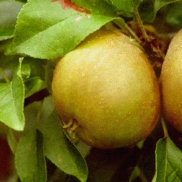 Directplants Egremont Russet Apple Fruit Tree, 12L Pot, Green
