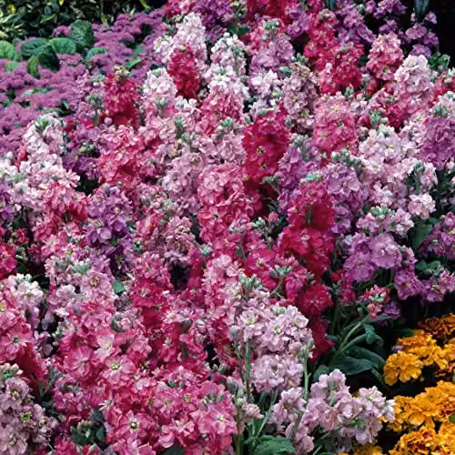 Thompson and Morgan Giant Perfection Mixed Matthiola incana Gillyflower Seeds, Pink and Purple Scented Blooms, Approx. 125 Seeds