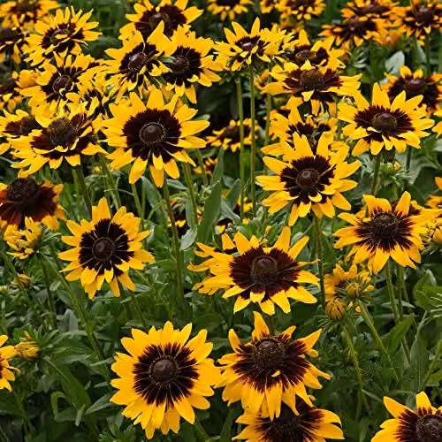Thompson and Morgan Rudbeckia Sputnik Kelvedon Star Coneflower Seeds, Yellow Blooms, 100 Seeds – 2