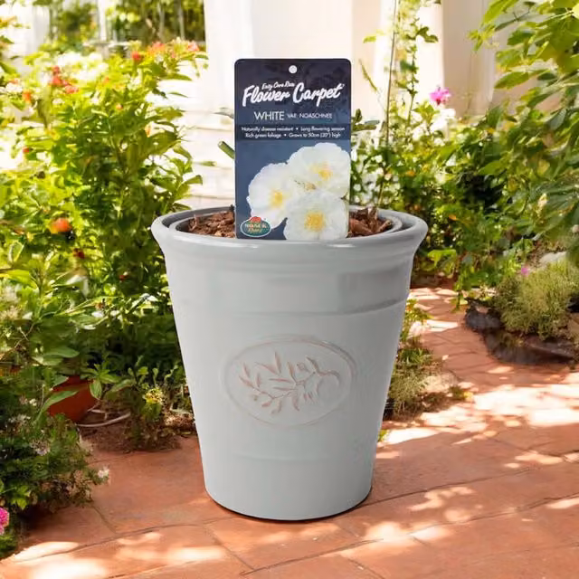 Plants By Post White Patio Rose in a 4L Pure White Pot
