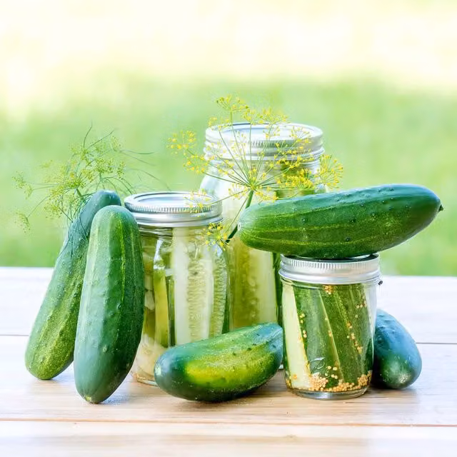Marshalls Garden Goblin Cucumber Seeds, Compact High-Yield Patio Variety, 15 Seeds