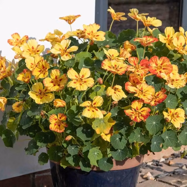 Marshalls Garden Yellow Nasturtium Edible Pollinator-Friendly Flower Seeds