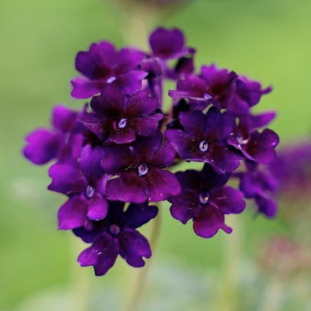 Set of 3 Plant Theory Showboat Midnight Verbena Bedding Plants in 9cm Pots, Purple