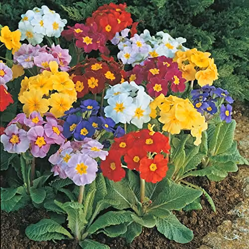 Thompson and Morgan Polyanthus Large Flowered Mixed Primula Spring Flowering Seeds, Multi-Coloured Blooms, Approx. 80 Seeds