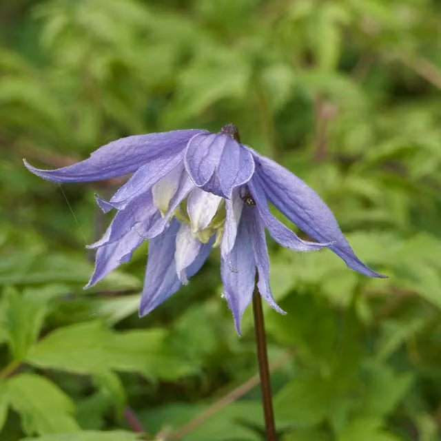Plants By Post Clematis alpina Bredon Blue Soft Blue Outdoor Climbing Ornamental Garden Plant