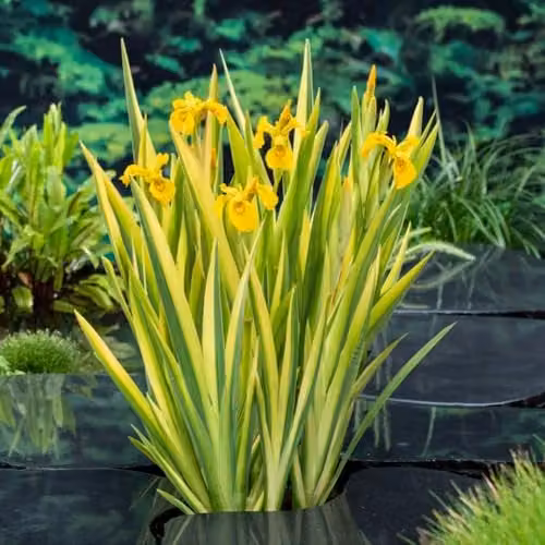 Thompson & Morgan Iris pseudacorus Variegata Marginal Aquatic Plant, 9cm Pot