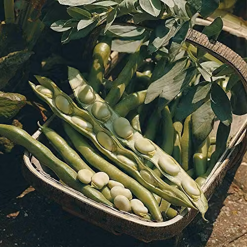 Thompson and Morgan Broad Bean Bunyard's Exhibition Seeds, 30 Seeds per Packet – 1