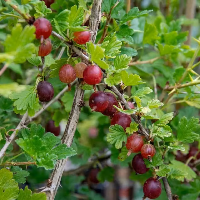Marshalls Garden Gooseberry Hinnonmaki Red Mildew Resistant Fruit Tree Standard Bare Root